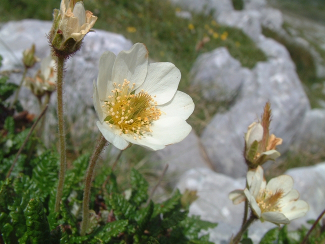 Dryas octopetala / Camedrio alpino